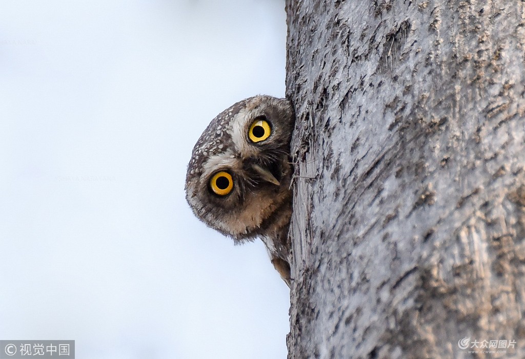 ky开元_温州餐饮大鳄“新丁香”陷落总部被拍卖老板失联(图2) ky开元集团官网入口
